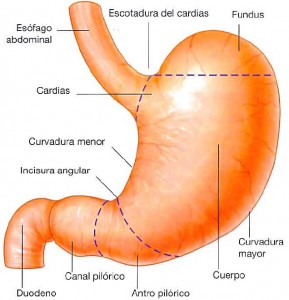 fisioterapia madrid