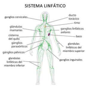 Sistema Linfático - Fisioterapia Madrid